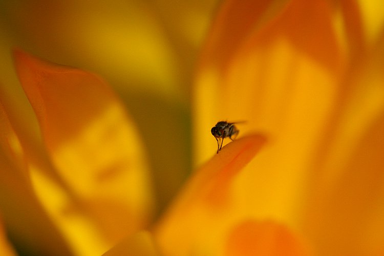 small fly on yellow flower